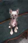 Lyborius Legacy - Chinese Crested Dog