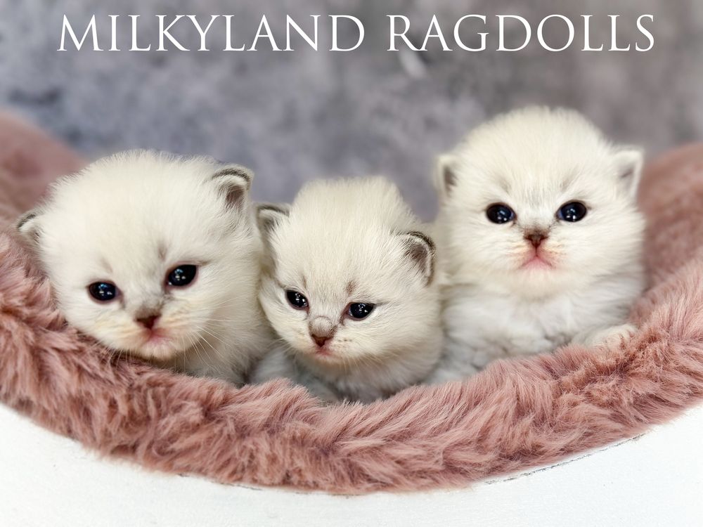 Śliczny kociak Ragdoll poleca  się do kochania MILKYLAND