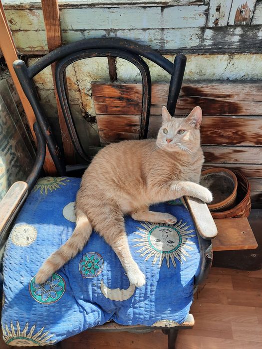 Зник кіт! Допоможіть знайти, будь ласка!