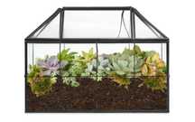 Geometryczne szkło ozdobne terrarium na sukulenty, las w szkle