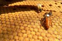 Пчелиные матки Кордован, Лигустика, Бакфаст