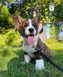 Welsh Corgi Cardigan szczenie FCI