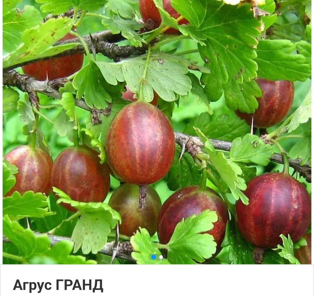 Продам саженцы смородины,агруса,малины,клубничка