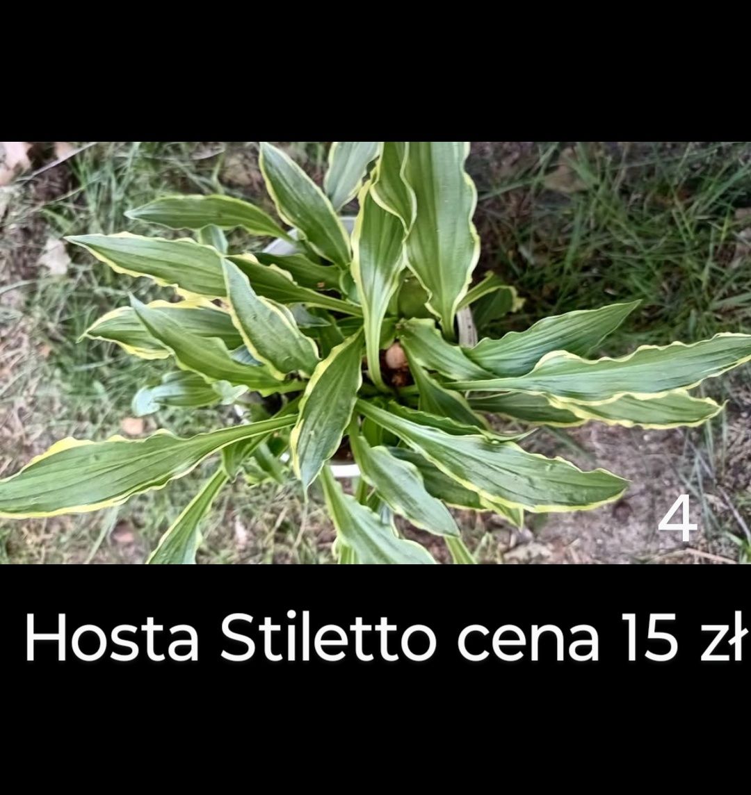 HOSTA Funkia rośliny