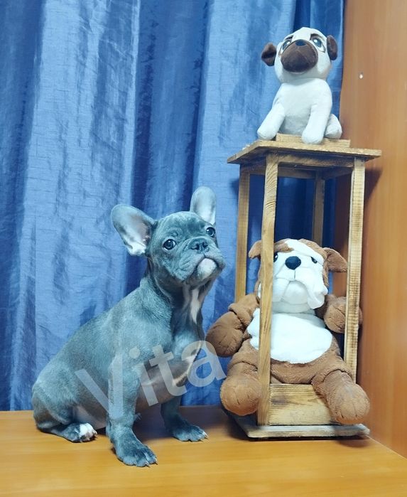 Французька булочка блакитного окрасу.