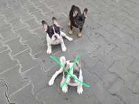 Buldog francuski suczka gotowa do odbioru