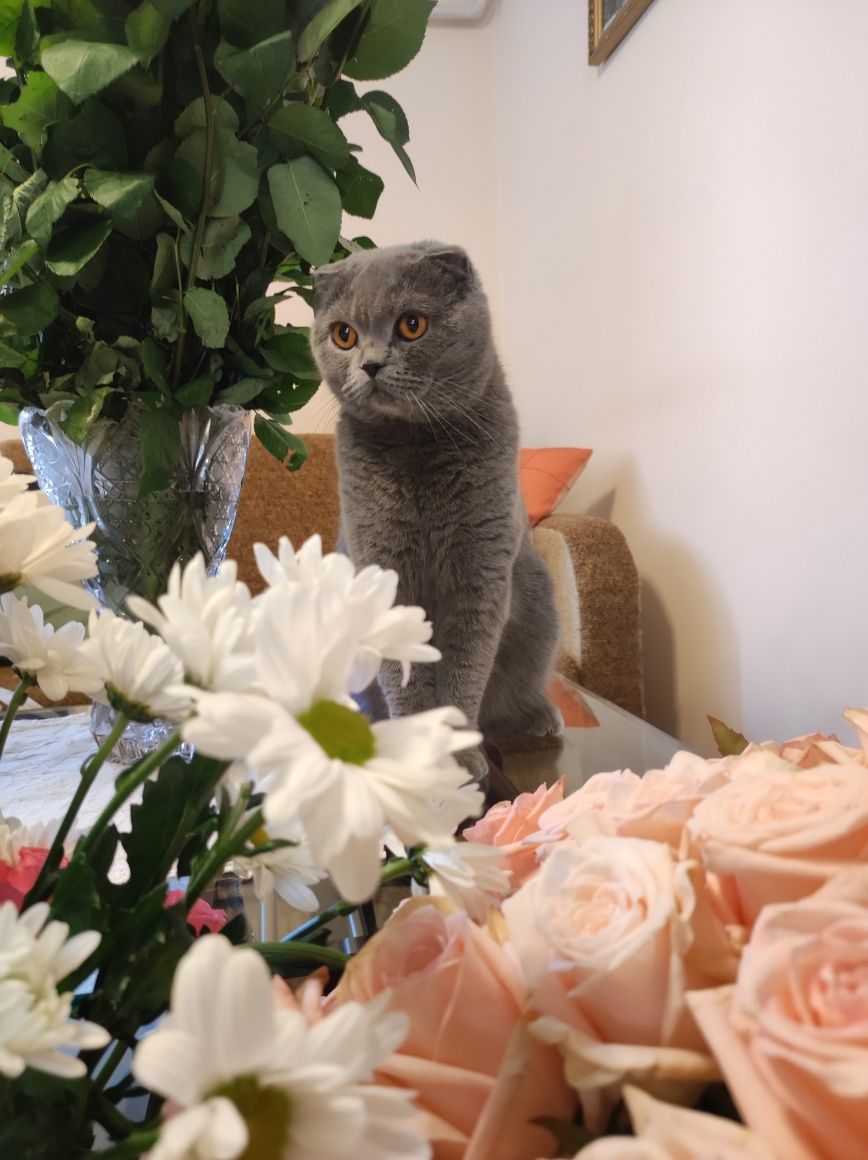 Висловухі шотландські кошенята