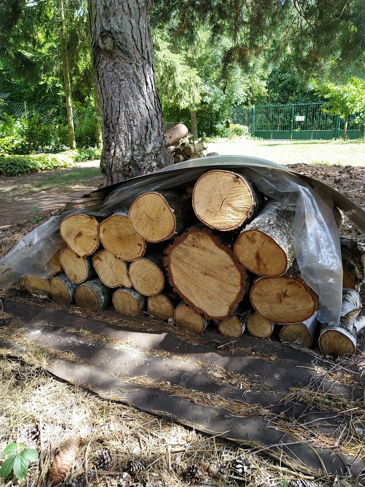 Drewno brzozowe, sezonowane