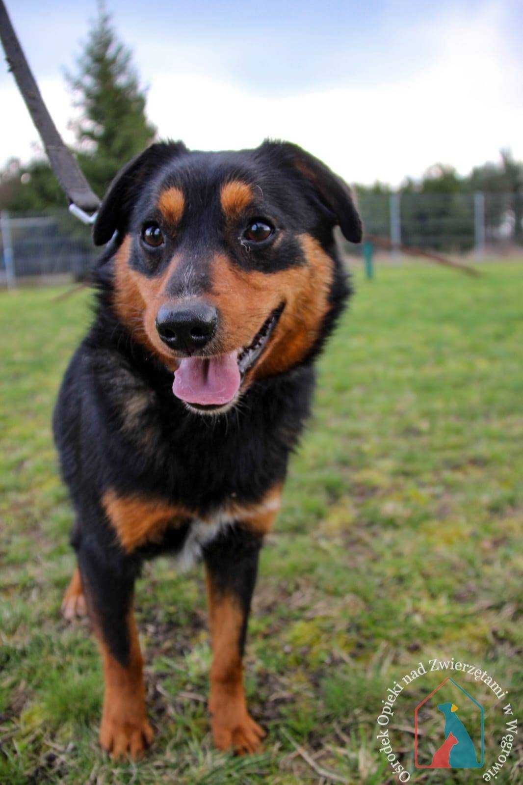 ŚLICZNY, MAŁY, wesoły Tobik do adopcji