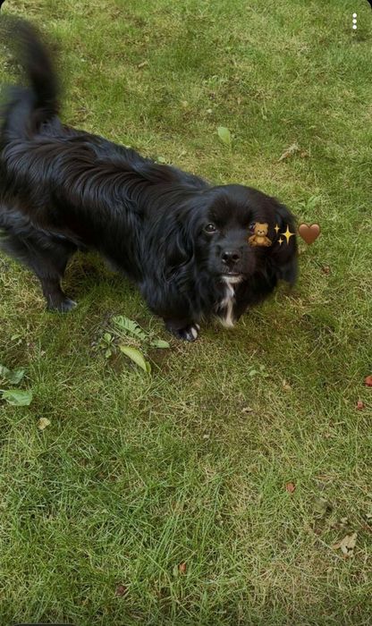 Два песики в пошуках дому