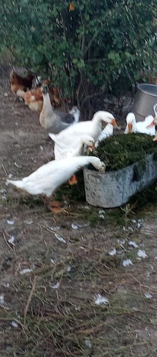 Гуси качки на м'ясо