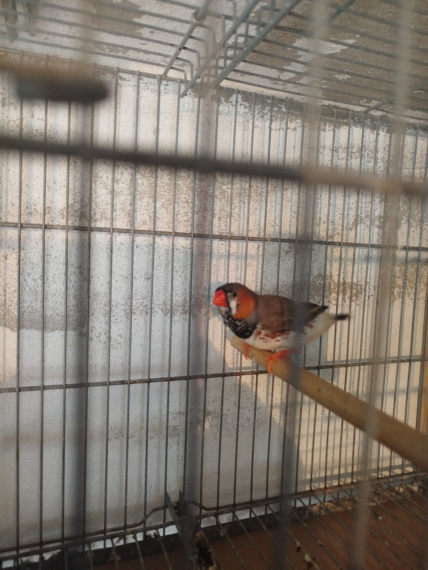 Mandarins bom porte