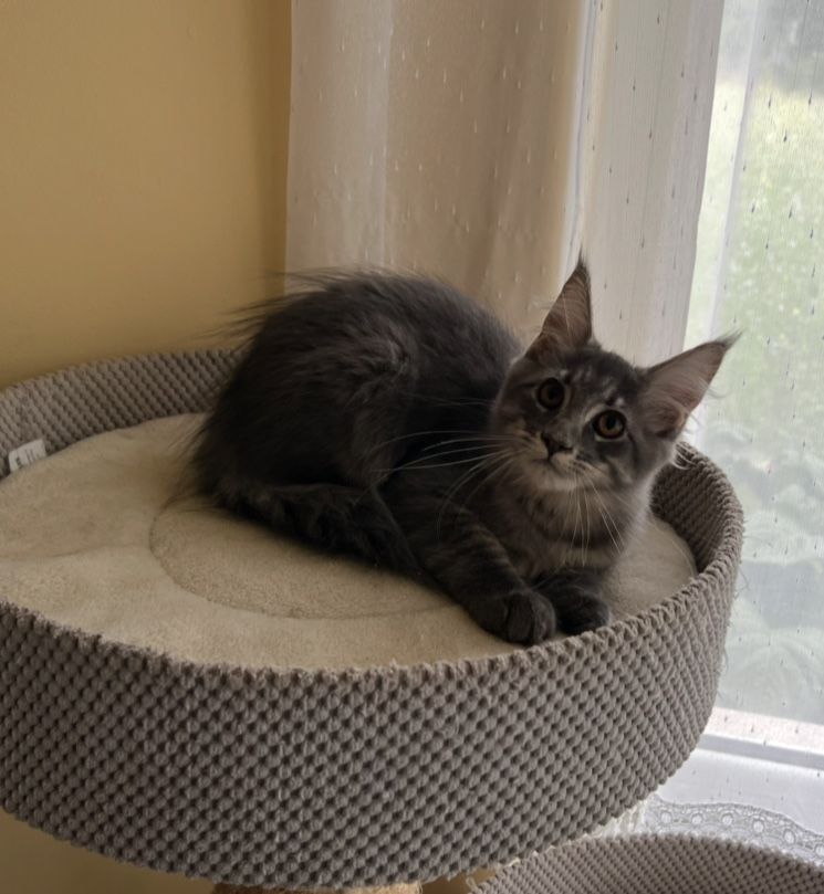 Śliczna niebieska pręgowana kotka Maine Coon