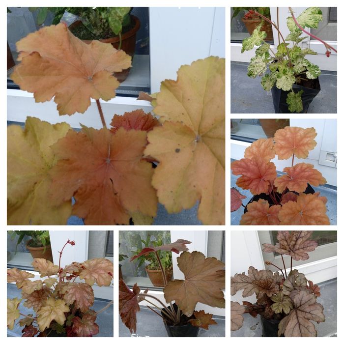 Гейхера багаторічна