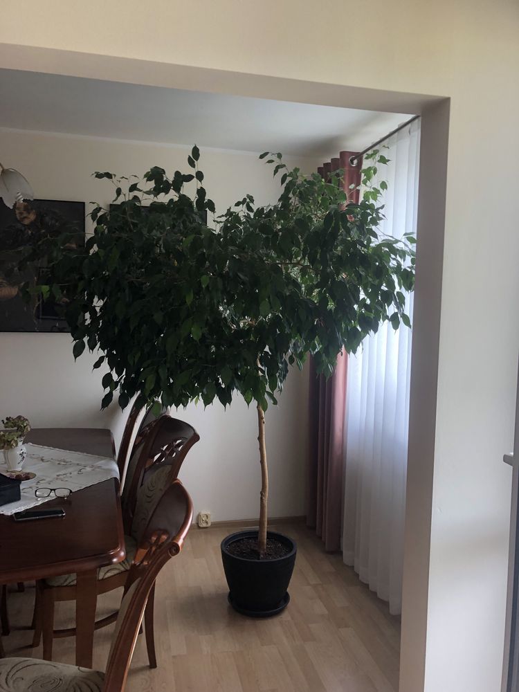 Kwiatek fikus beniaminek