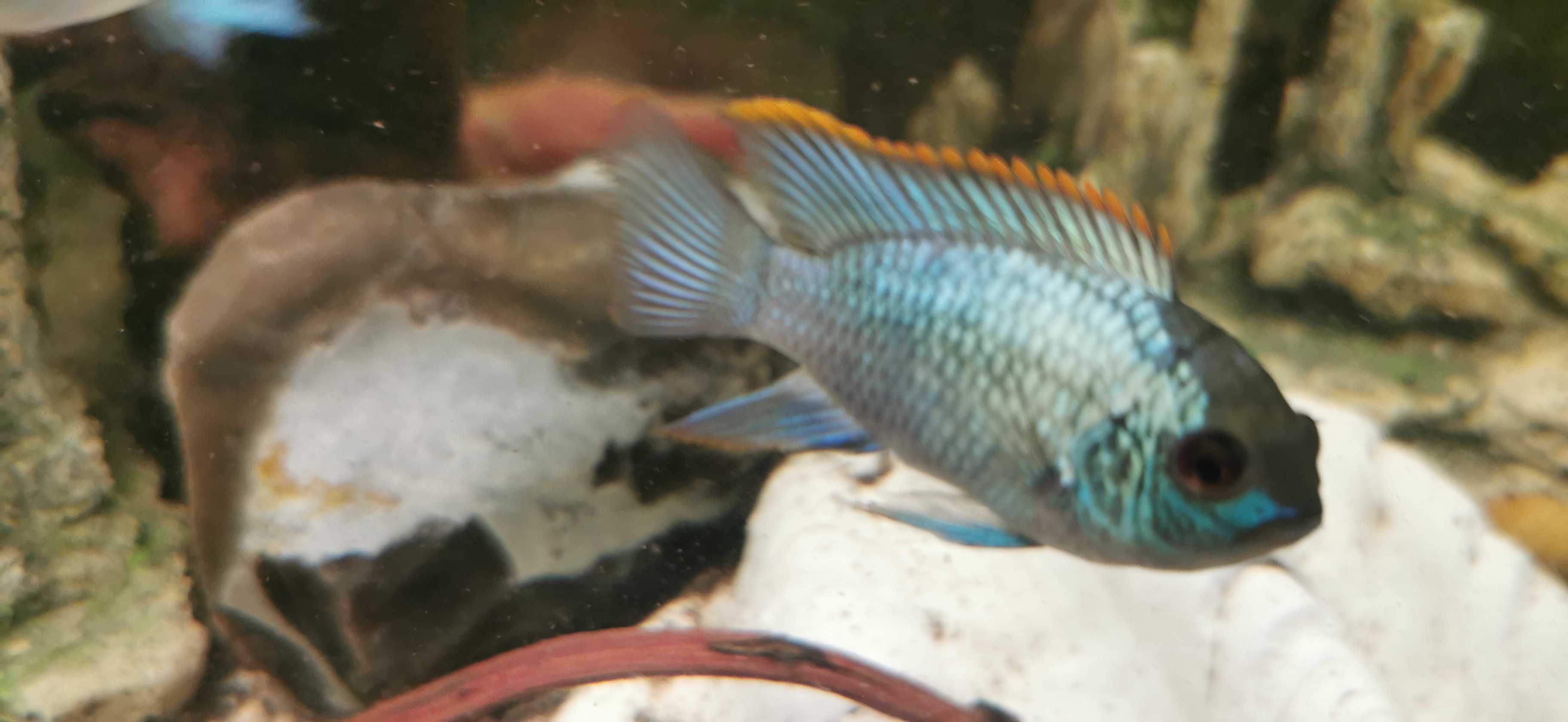 Akara BLUE-ELECRIK-7-10-cm.