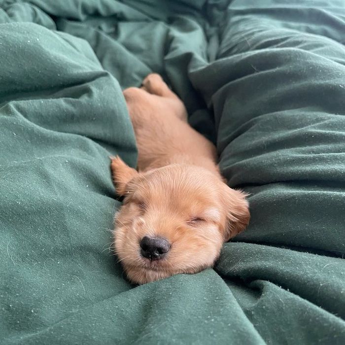 Руда кокер-спаніель — спокійна, ласкава, ніжна до кожного.