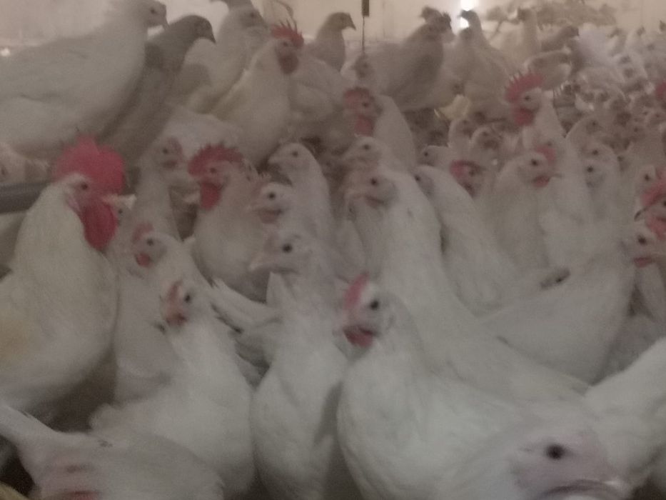 Kury Nioski Leghorn z jajkiem. Wysyłka od 10 sztuk!
