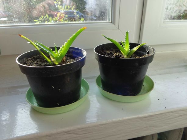 Aloes roślina lecznicza sadzonka