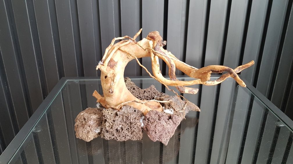 Aranżacja akwarium typu bonsai GRATIS BUCEPHALANDRY