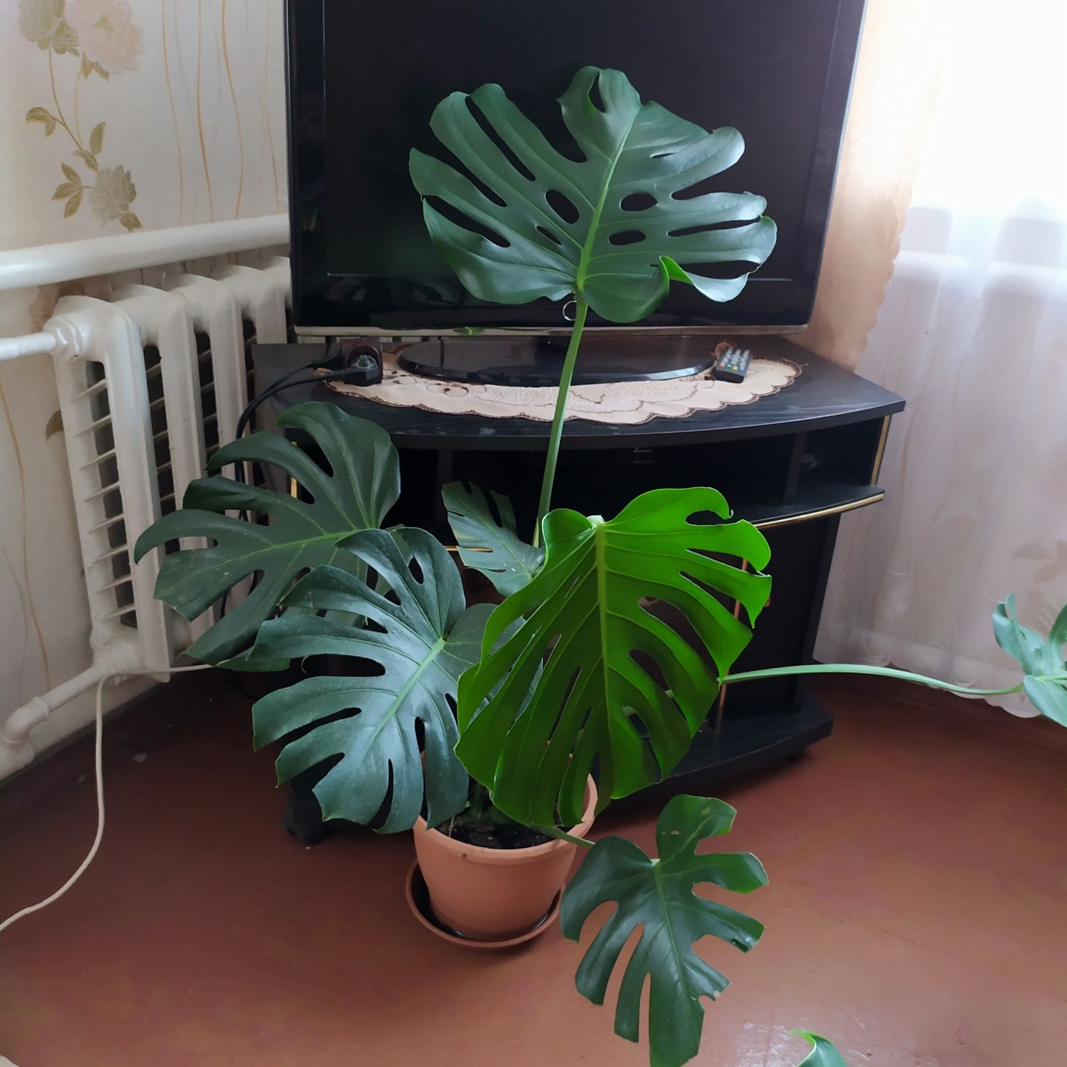 Монстера деликатесная