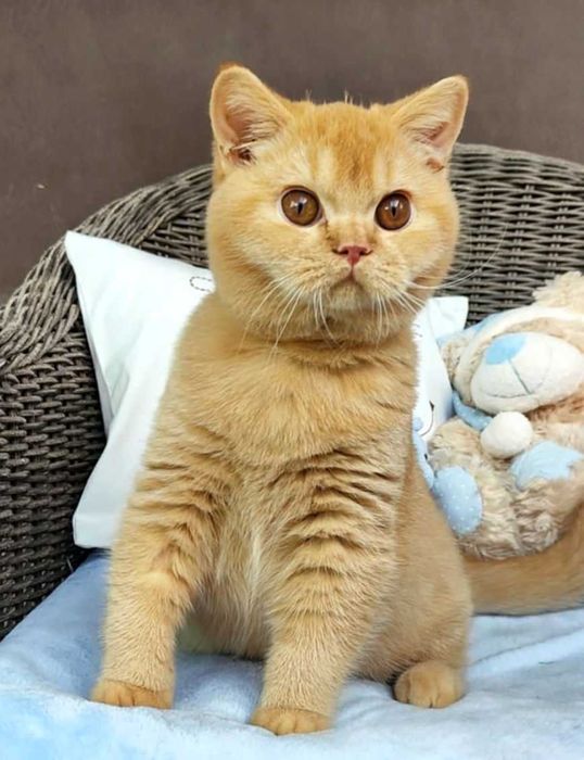 Kocurek Brytyjski rudy Prawdziwy rodowód FPL, FIFe gotowy do odbioru