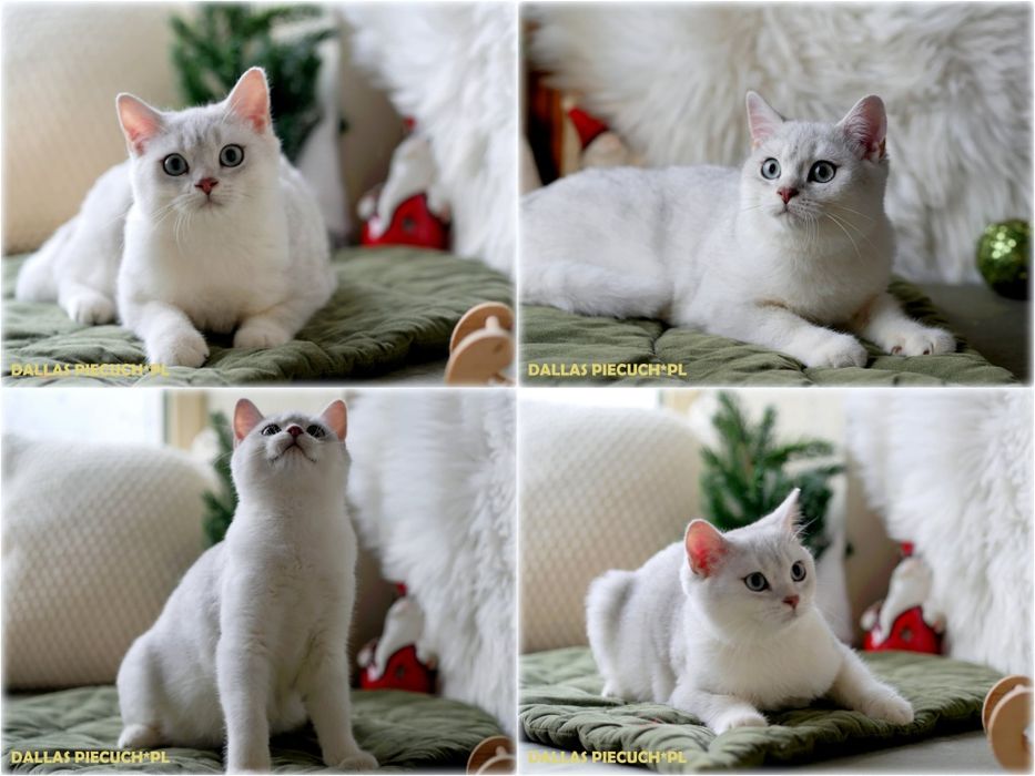 Kotki  brytyjskie srebrne szynszylowe