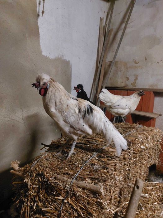 Galos jovens disponíveis