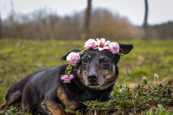 Malutka sunieczka od zawsze prosi o DOM... Adoptuj!