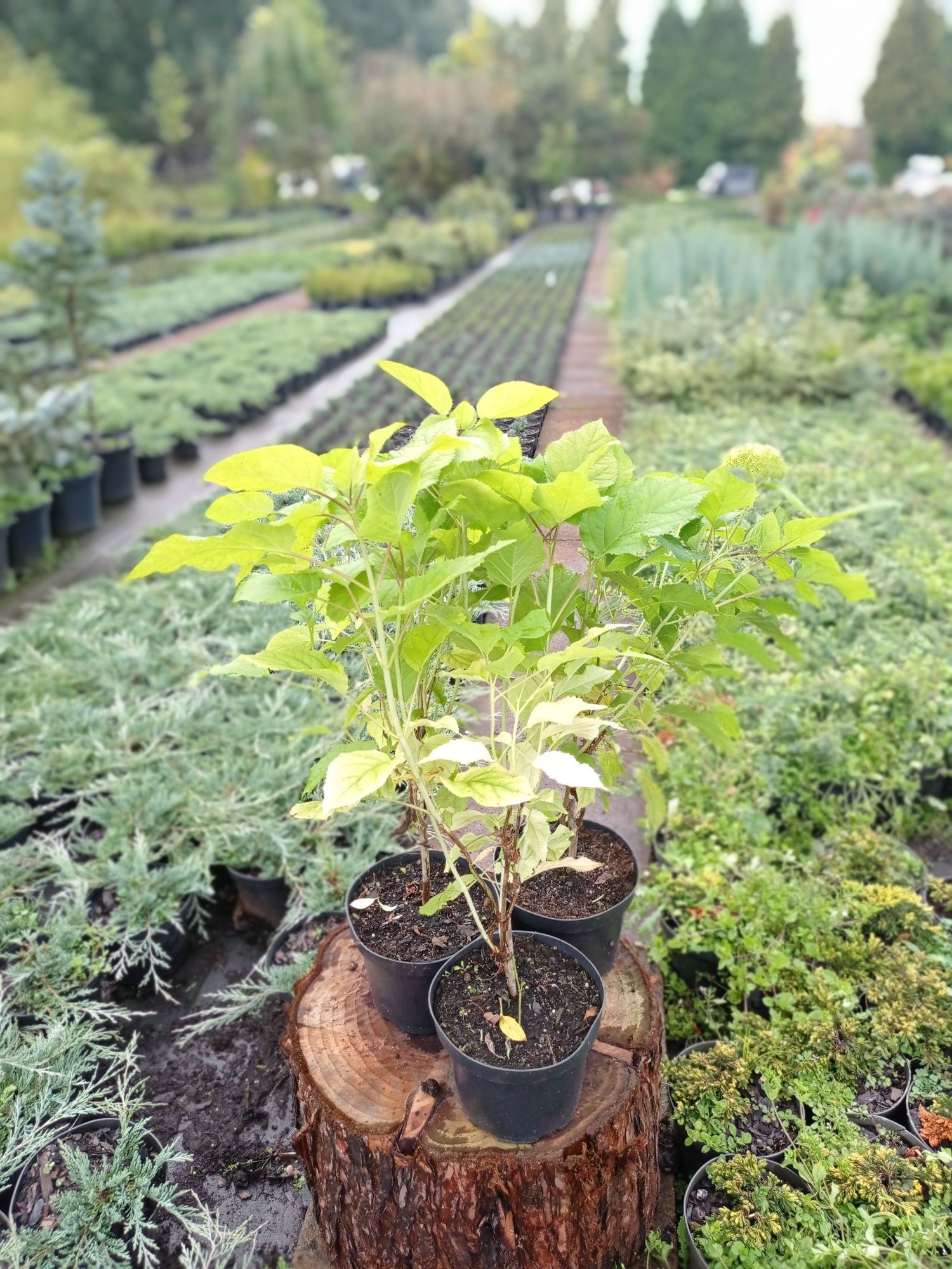 Hortensja Anabelle