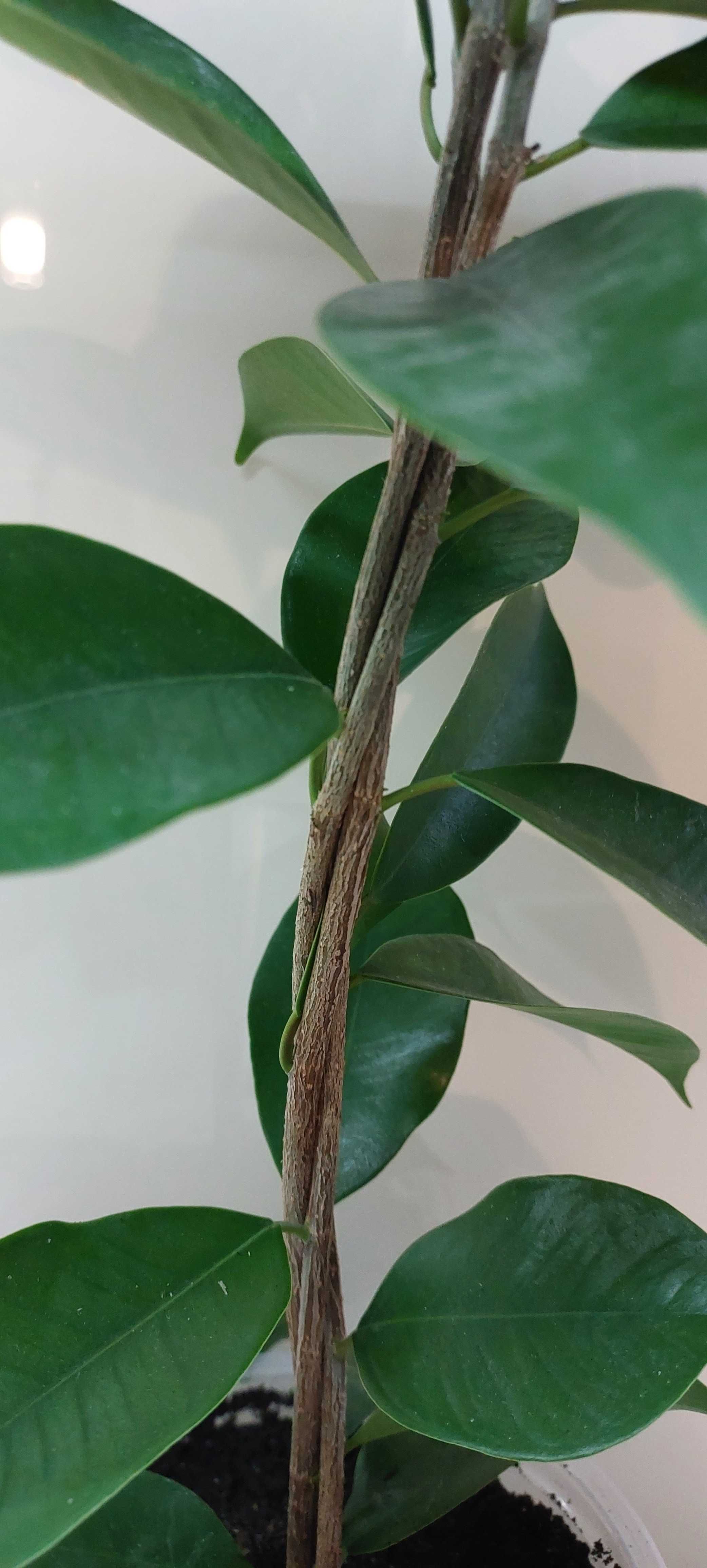 Ficus Microcarpa Fikus Tępy figowiec