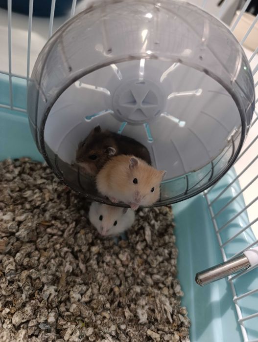 Vendo Hamster russo