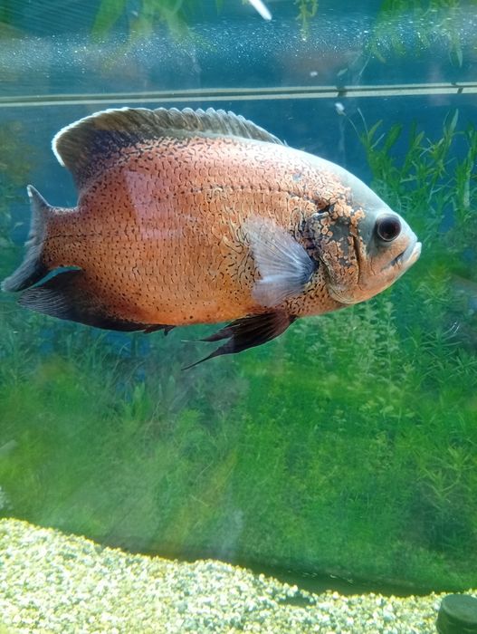 Peixe água quente Oscar