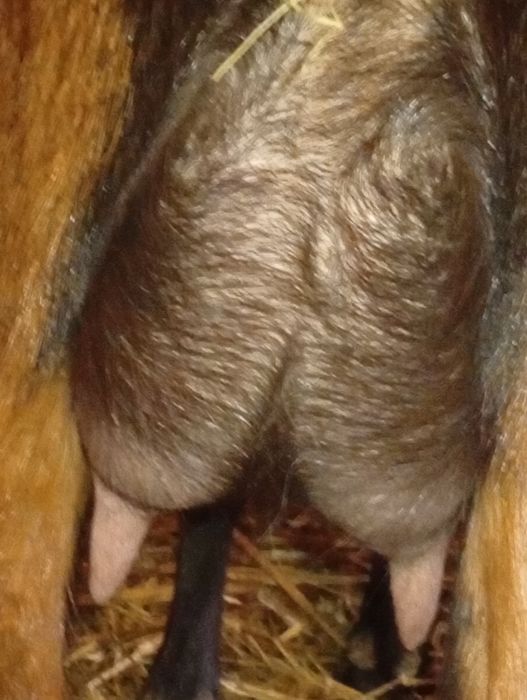 Альпо-нубійский козлик