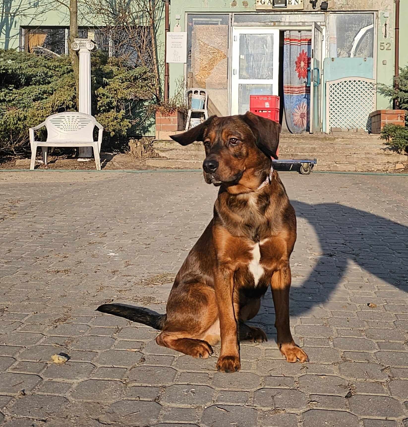 Zjawiskowy młodzieniec Scooby do adopcji!!! Pieski dowozimy!!!