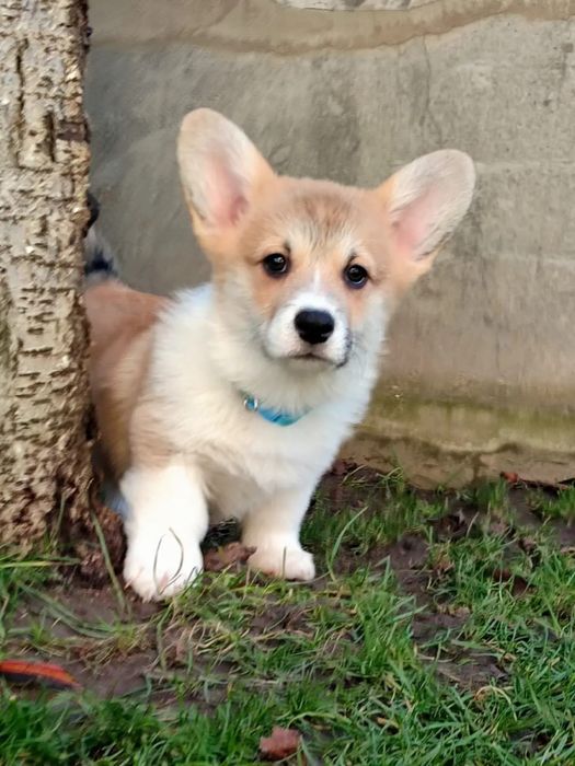 Welsh Corgi Pembroke FCI !!! Mocna budowa !!! Świetne geny !!!
