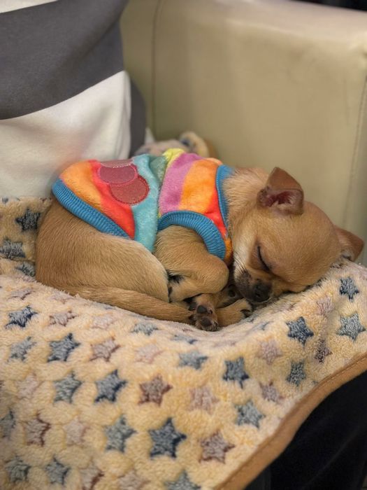 Chihuahua  sunia , beżowa z czarną maska, szczeniak Śląsk