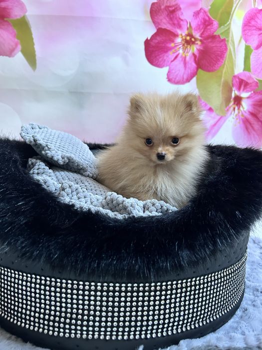 Piękny szpic miniaturowy pomeranian