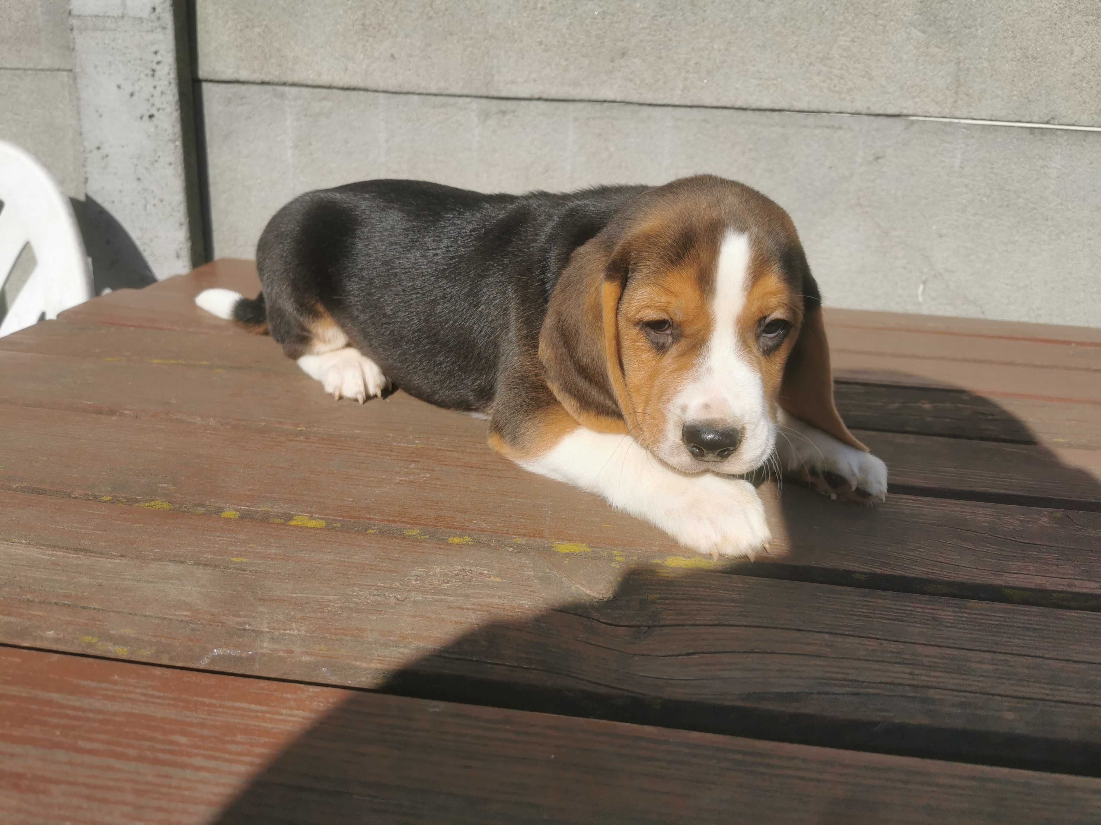 Beagle uroczy piesek