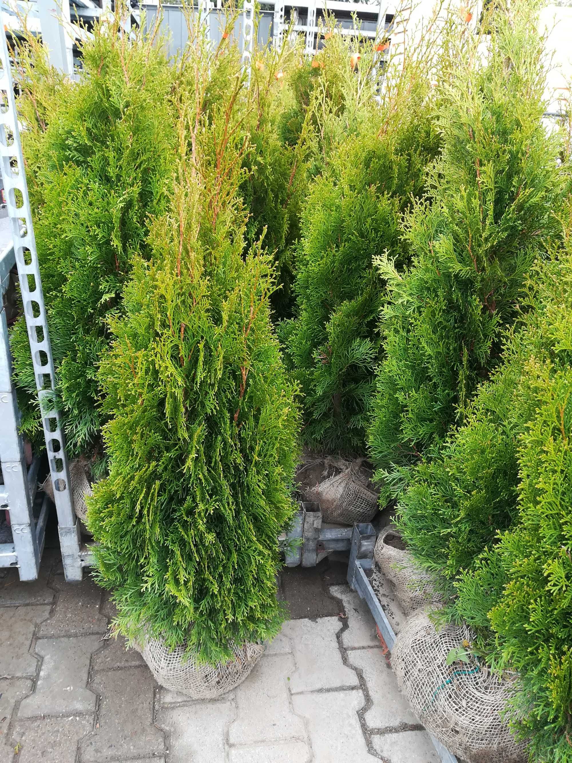 PROMOCJA TUJE z gruntu SZMARAGD 200 - 240 cm - TUJA stożkowa - 60 zł.