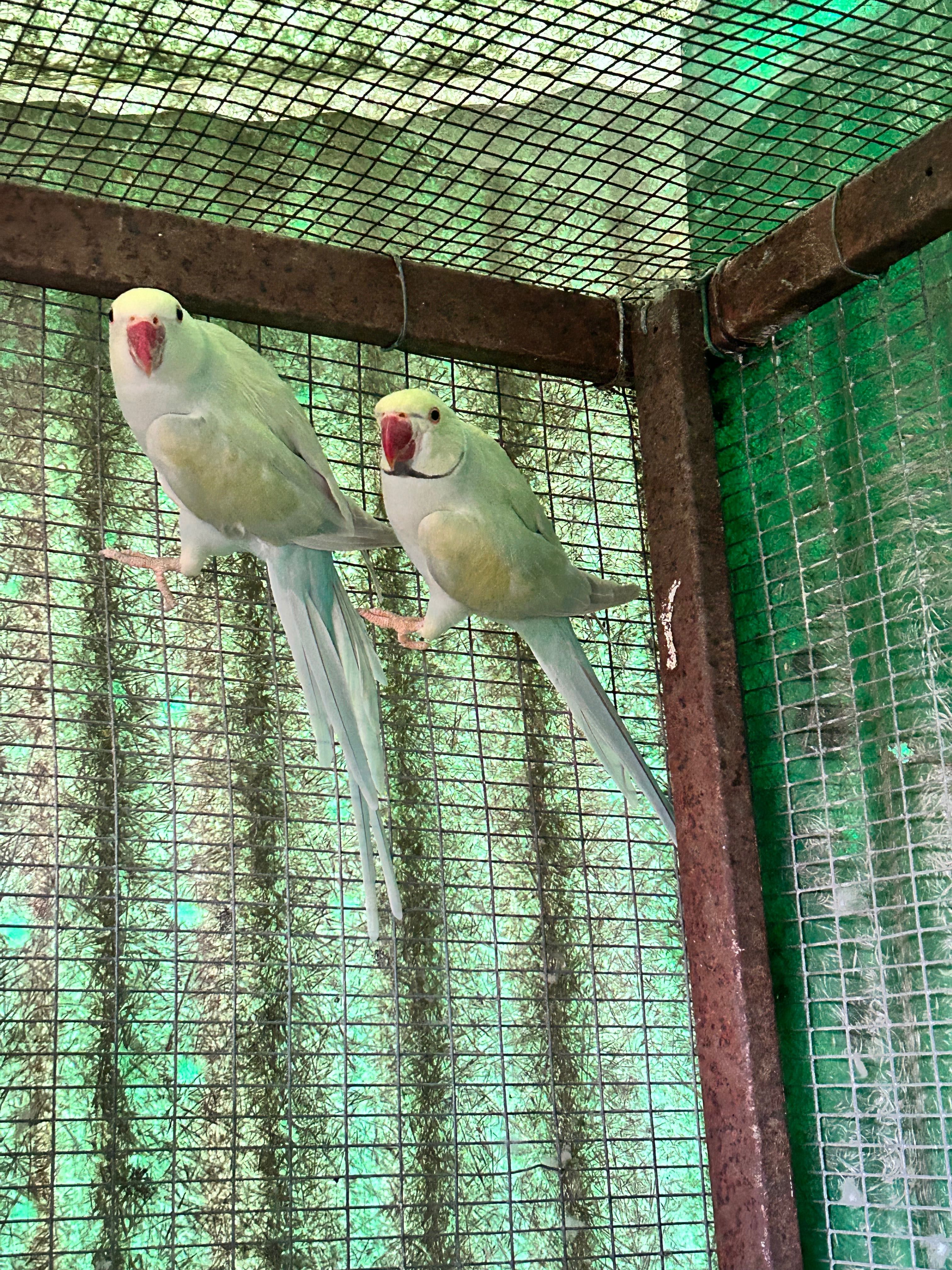 Casal de Ring Necks Azul Pálido Turquesa