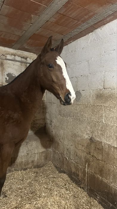 Poldra Cruzada (Letra U)