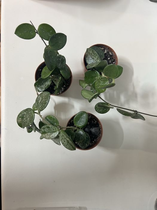 Церопегія варієгаьна, хойя матільда сплеш