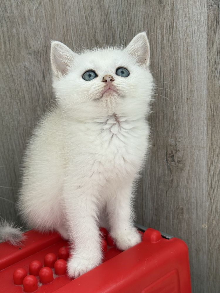 Macho chincila silver  british shorthair