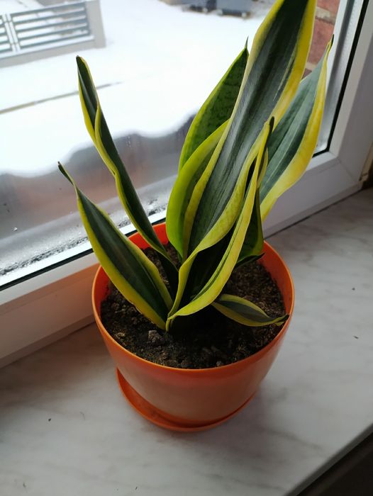 Szable ośle uszy wężownica sansewieria roślina doniczkowa