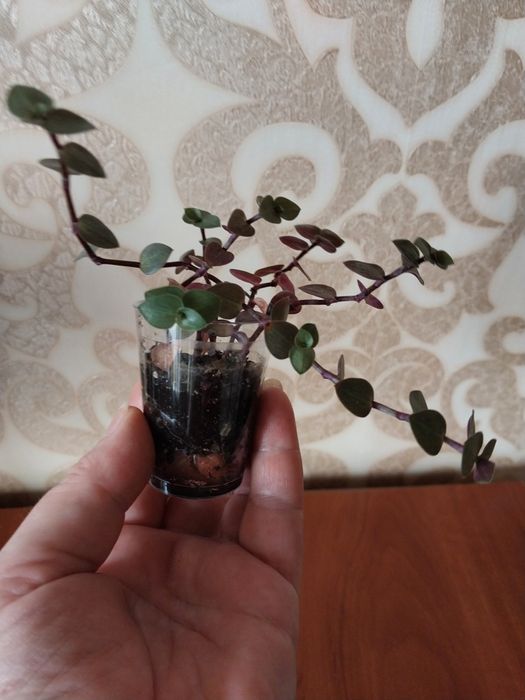 Квітка колізія на обмін