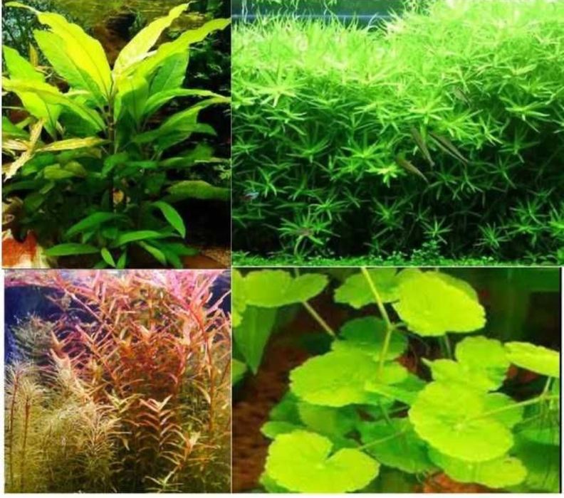 wstaw roślin ozdobnych