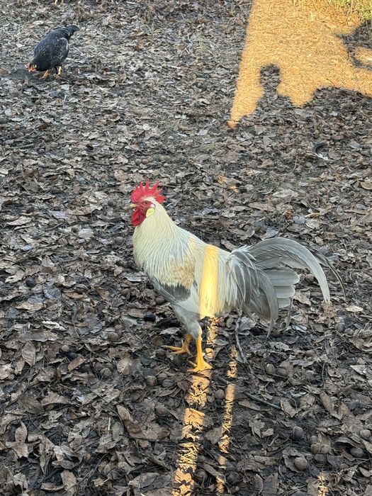 Kogut włoszki lawendowej