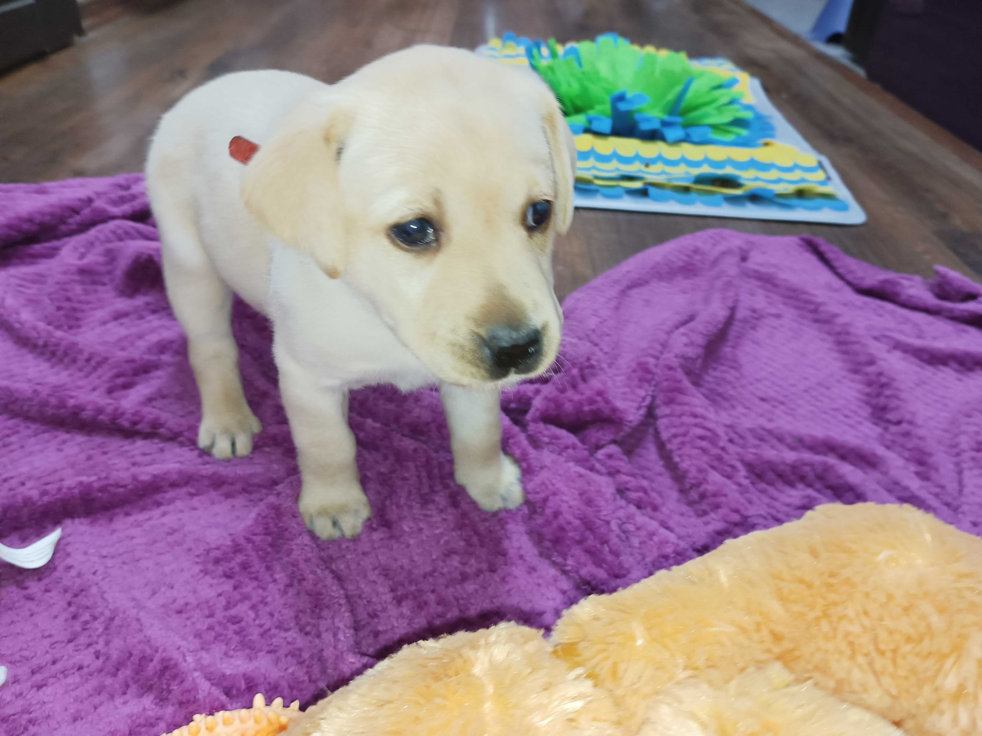 już są Labrador LABIK Retriever - badania genetyczne i RTG