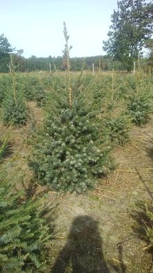 Świerk serbski (picea omorica)